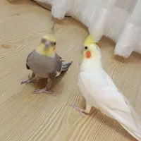 عروس هلندی جفت بالغ