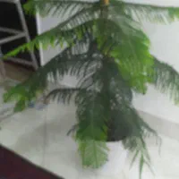 گل طبیعی