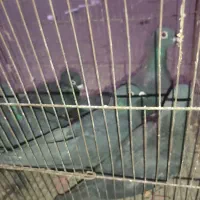 کبوتر زاغ|پرنده|رامیان, |دیوار