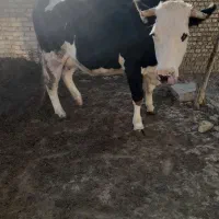 گاو سیمینتال جوان|حیوانات مزرعه|ضیاء آباد, |دیوار