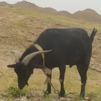 پازن بز گوسفند بره