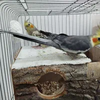 جفت عروس هلندی سخنگو