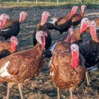 محلی بوقلمون|حیوانات مزرعه|کاکاوند, |دیوار