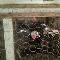 فروش بوقلمون|پرنده|رفسنجان, |دیوار