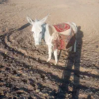 مچخر95000000 میلیون روستای تجرود|حیوانات مزرعه|تربتحیدریه, پائین ولایت|دیوار