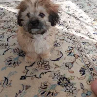 سگ مالیپو 4 ماه و نیمه