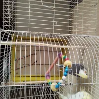 عروس هلندی جفت با قفس و لوازم زرنگ و باهوش دستی|پرنده|مشهد, نوید|دیوار