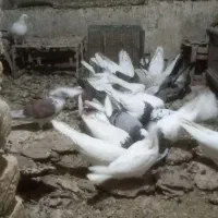 ۱۰عدد کبوتر فروشی