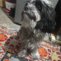 سگ باهوش عاقل و ساکت