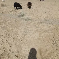 بره فروشی|حیوانات مزرعه|سربیشه, |دیوار