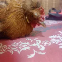 خروس|حیوانات مزرعه|تهران, شمیران‌نو|دیوار