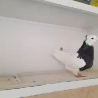 کبوتر|پرنده|تاکستان, |دیوار