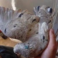 کفتر نر سرور شکلاتی