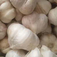 سیر.  و ترشی خونگی. زغال|عمده‌فروشی|دهدشت, |دیوار