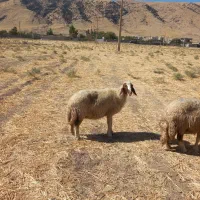 گوسفند بره سنجابی