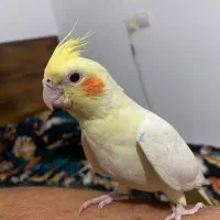 یه جفت عروس هلندی