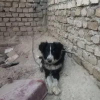 توله ۶ ماهه نر