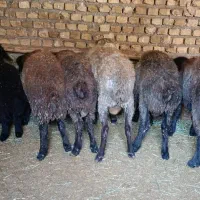 9راس بره نر 35کیلو