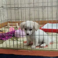 توله سگ پامر پودل