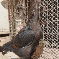 خروس لاری دونگ بالا استان یزد|حیوانات مزرعه|تهران, جوادیه|دیوار