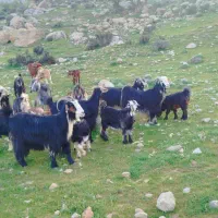 بز کهره داره