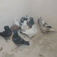 کفتر پرشی|پرنده|گلستان (تهران), |دیوار