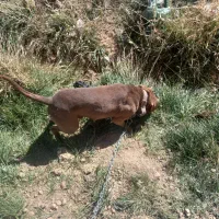 پیتبول|سگ|کرج, باغستان|دیوار