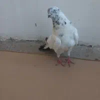 کبوتر نر تهرانی