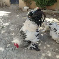 تخم مرغ نطفه دار برهما رومانی اصیل|حیوانات مزرعه|کرمانشاه, |دیوار