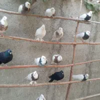 کبوتر طوقی در رنگ های مختلف و کبوتر شامپیون|پرنده|ری, علایین|دیوار