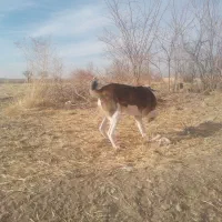 واگذاری سگ خراسانی|سگ|آبکوه, |دیوار