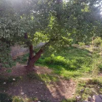 باغ بدون حصار|فروش دفتر صنعتی، کشاورزی، تجاری|ماهان, |دیوار
