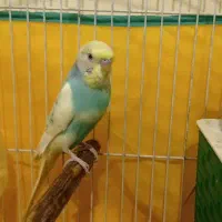 مرغ عشق|پرنده|جوانرود, |دیوار