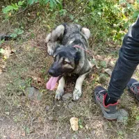 واگذاری سگ سرابی یک سال نیم ماده فی پایین|سگ|املش, |دیوار