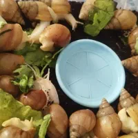 حلزون اچاتینا|خزنده|سیرجان, |دیوار