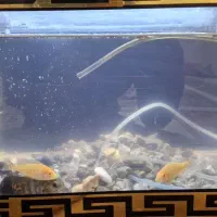 چند عدد ماهی|ماهی|دورود, |دیوار