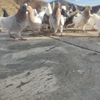 کبوتر|پرنده|مریوان, |دیوار