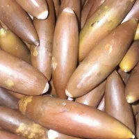 بلوط|عمده‌فروشی|شاهیوند, |دیوار