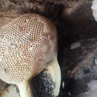عسل کوهی