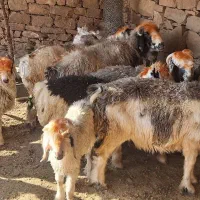 میش و دو بر|حیوانات مزرعه|مسجد سلیمان, |دیوار