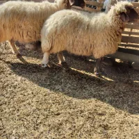 دوراس گوسفند چاق چاق