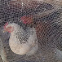 مرغ تخم گذار|حیوانات مزرعه|سرایان, |دیوار