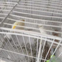 قناری|پرنده|نقده, |دیوار