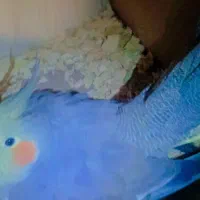 عروس هلندی|پرنده|رشت, پستک|دیوار