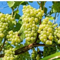 باغ-در-روستای-قروه