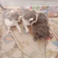 بچه گربه پرشین اصل