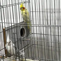 جفت عروس هلندی و کوتوله|پرنده|زرند, |دیوار