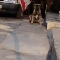 توله سرابی ماده|سگ|اردبیل, |دیوار