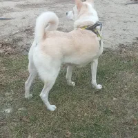 واگذاری رایگان