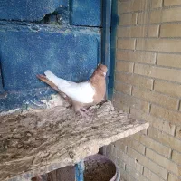 کبوتر طوقی*کله*سینه|پرنده|جم, |دیوار